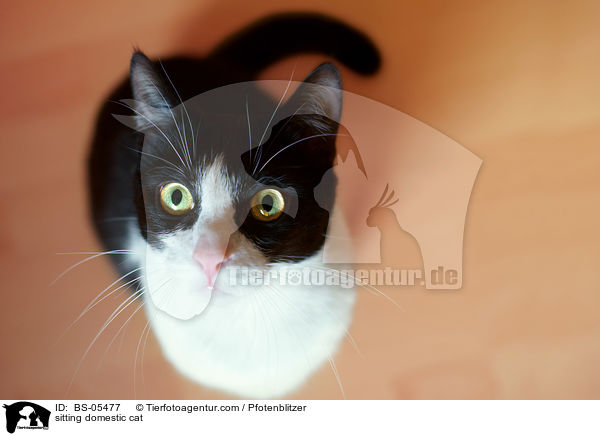 sitting domestic cat / BS-05477