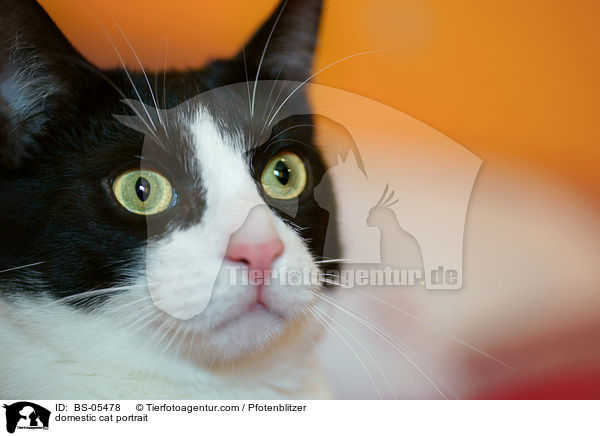 domestic cat portrait / BS-05478