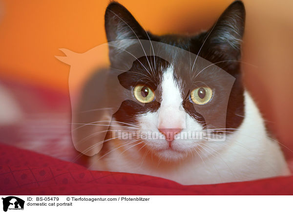 domestic cat portrait / BS-05479