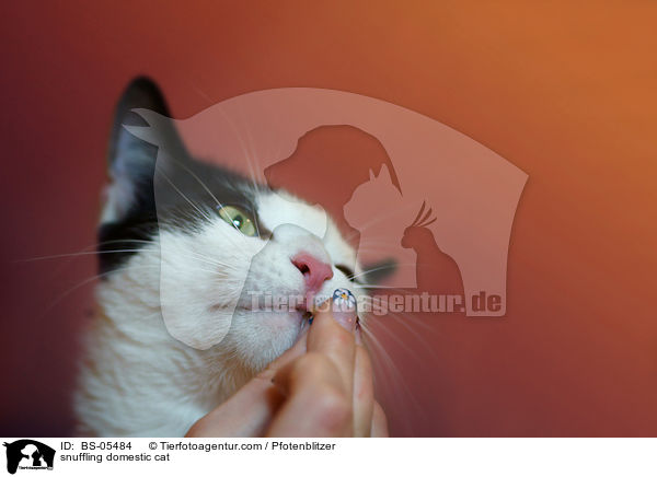snuffling domestic cat / BS-05484