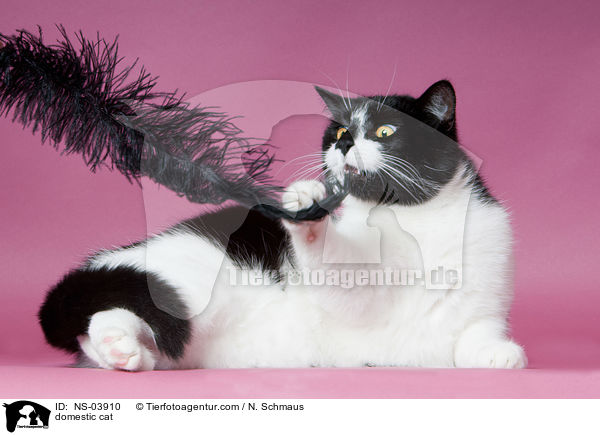 domestic cat / NS-03910
