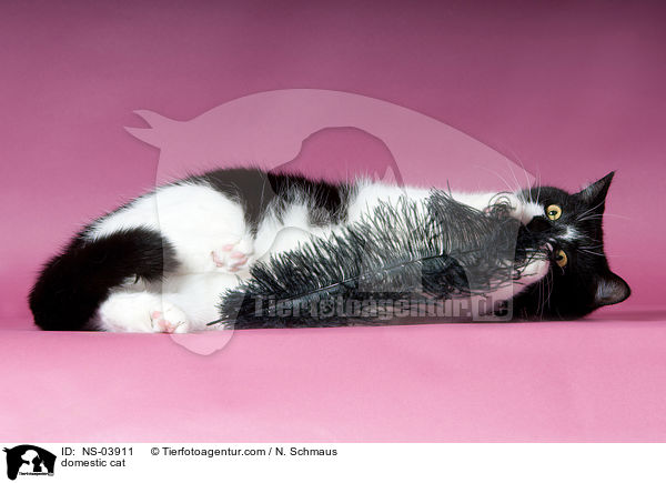 domestic cat / NS-03911
