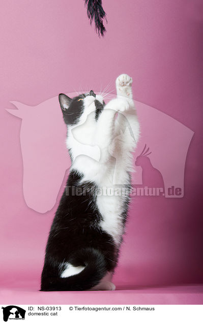 domestic cat / NS-03913