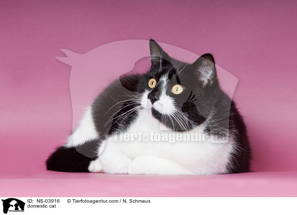 domestic cat / NS-03916