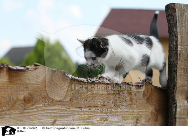 Kitten / KL-14391