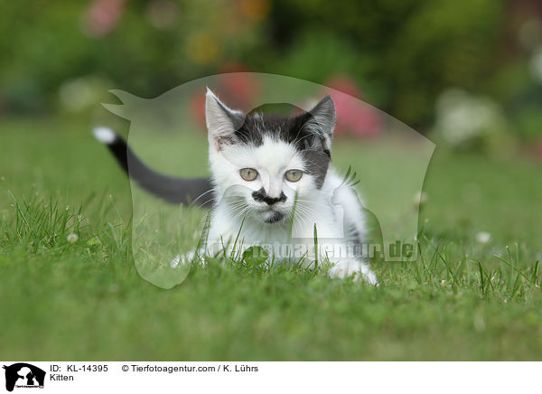 Kitten / KL-14395