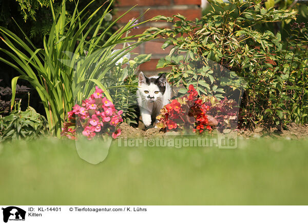 Kitten / KL-14401