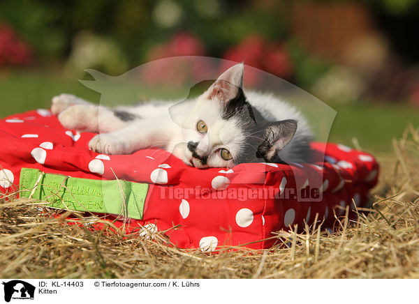 Kitten / KL-14403
