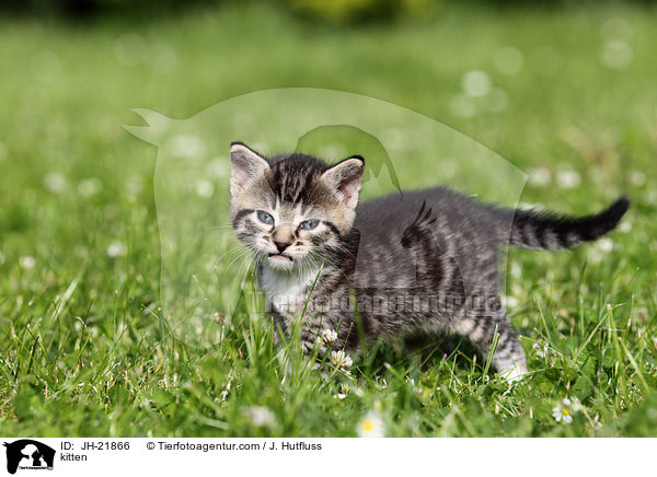 kitten / JH-21866