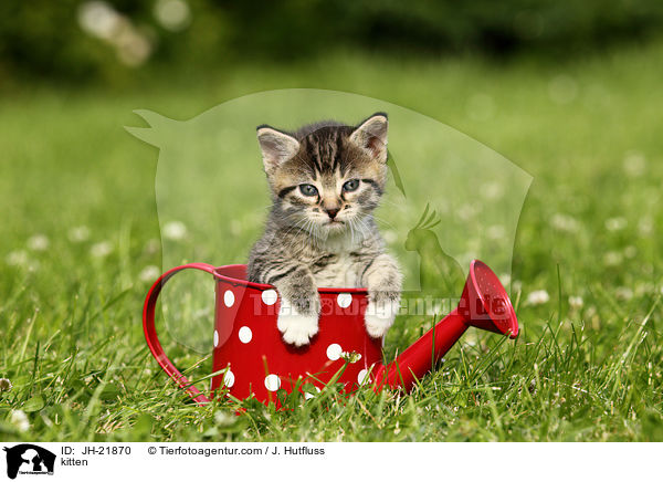 kitten / JH-21870