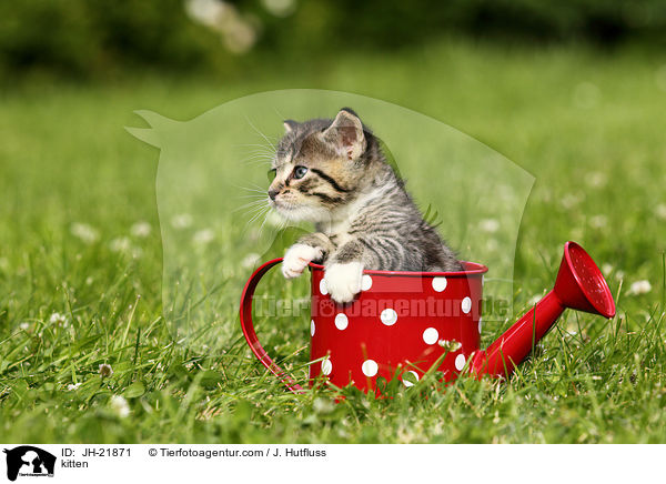 kitten / JH-21871