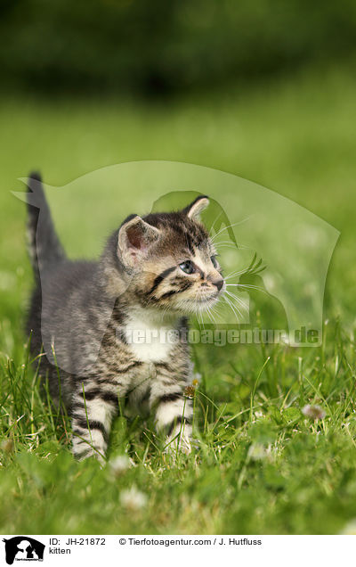 kitten / JH-21872