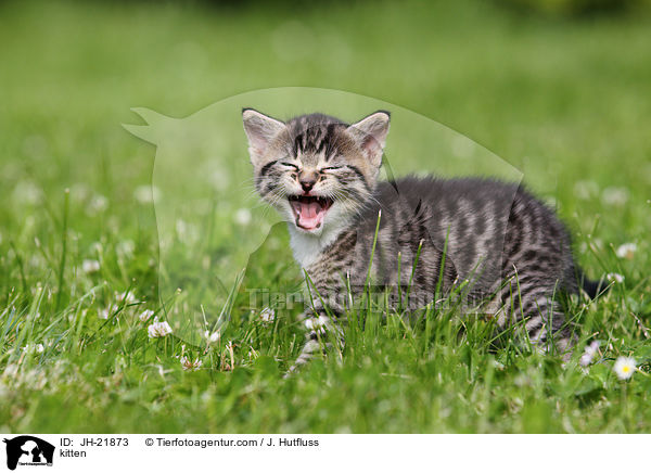 Ktzchen / kitten / JH-21873