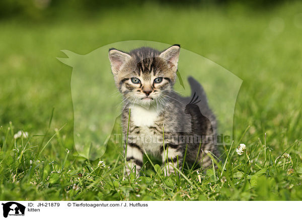 kitten / JH-21879