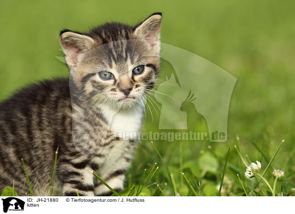 kitten / JH-21880