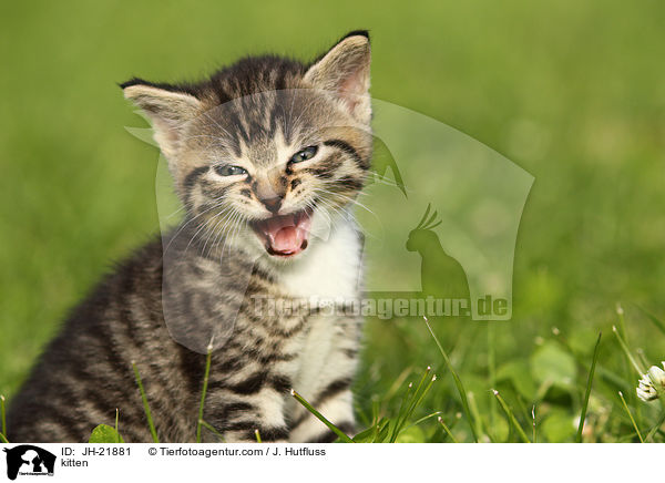 Ktzchen / kitten / JH-21881