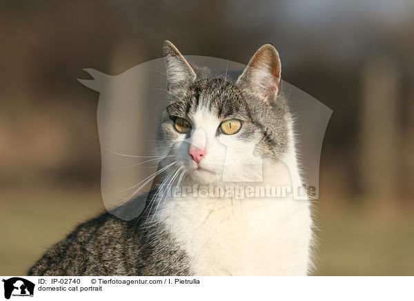 domestic cat portrait / IP-02740
