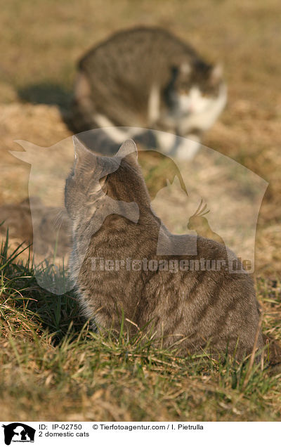2 domestic cats / IP-02750