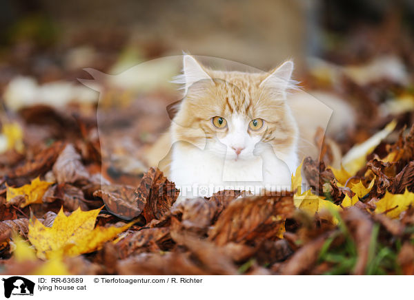 lying house cat / RR-63689