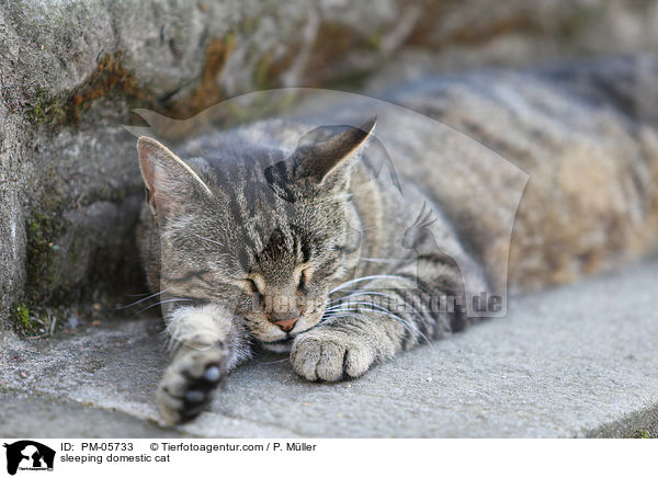 sleeping domestic cat / PM-05733