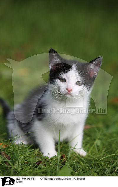 kitten / PM-05741