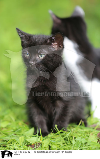 kitten / PM-05742