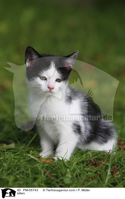 kitten / PM-05743
