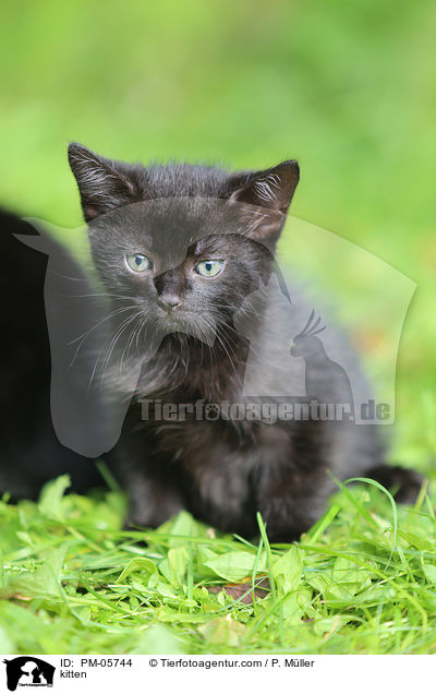 kitten / PM-05744