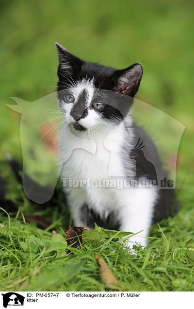 kitten / PM-05747