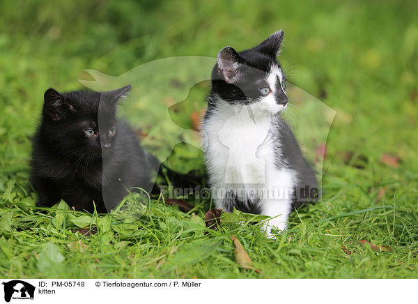kitten / PM-05748