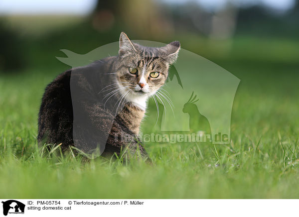 sitting domestic cat / PM-05754