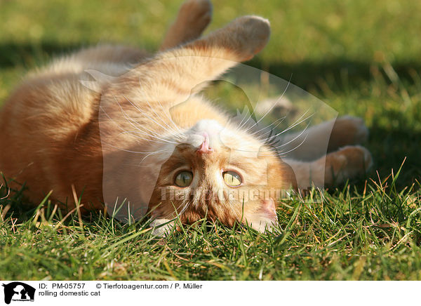 rolling domestic cat / PM-05757