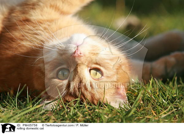 rolling domestic cat / PM-05758