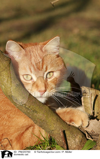 domestic cat / PM-05760