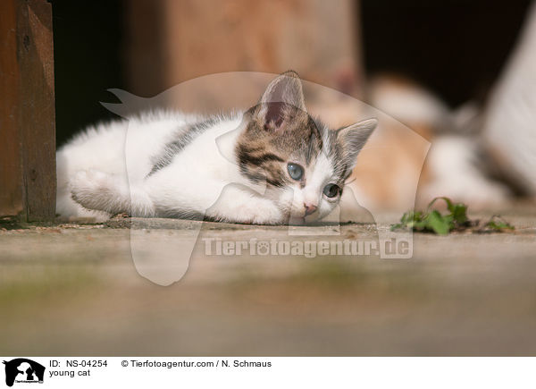 young cat / NS-04254