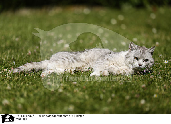 lying cat / RR-66835