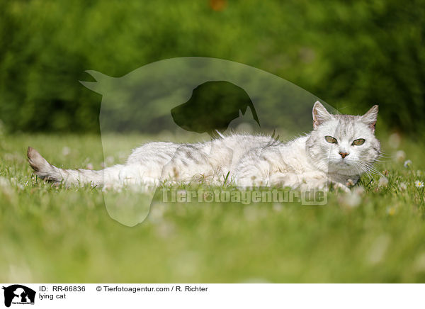 lying cat / RR-66836