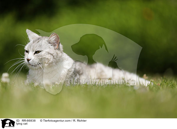 lying cat / RR-66838