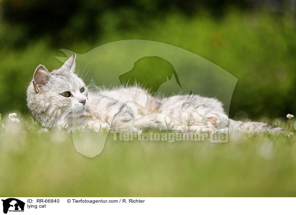 lying cat / RR-66840