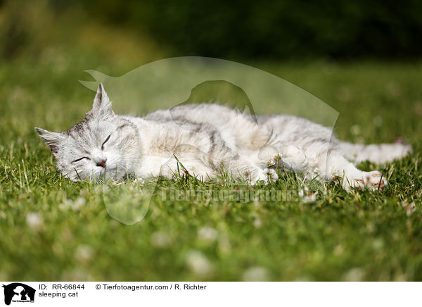 sleeping cat / RR-66844