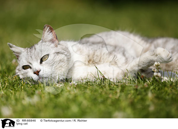 lying cat / RR-66846