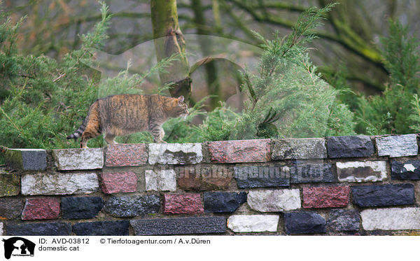domestic cat / AVD-03812