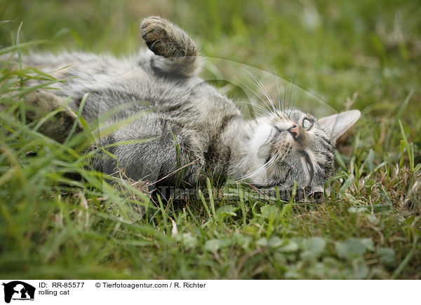 Katze wlzt sich / rolling cat / RR-85577