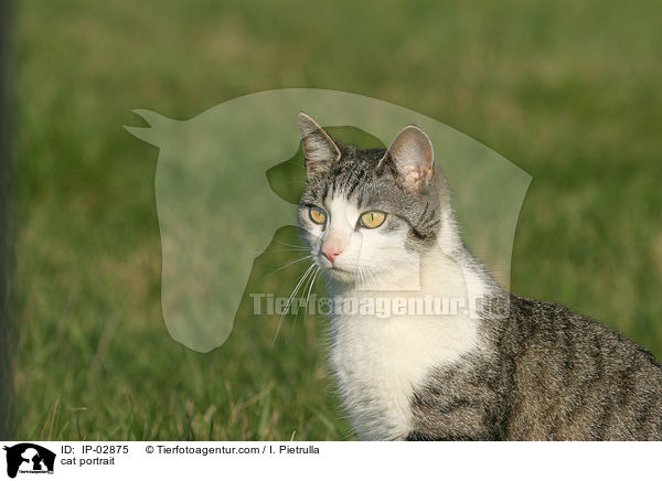 cat portrait / IP-02875