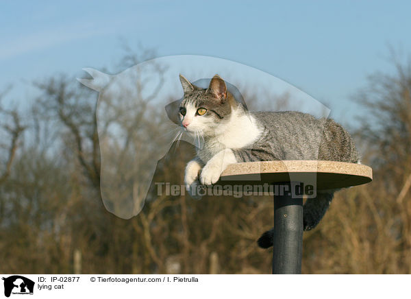lying cat / IP-02877
