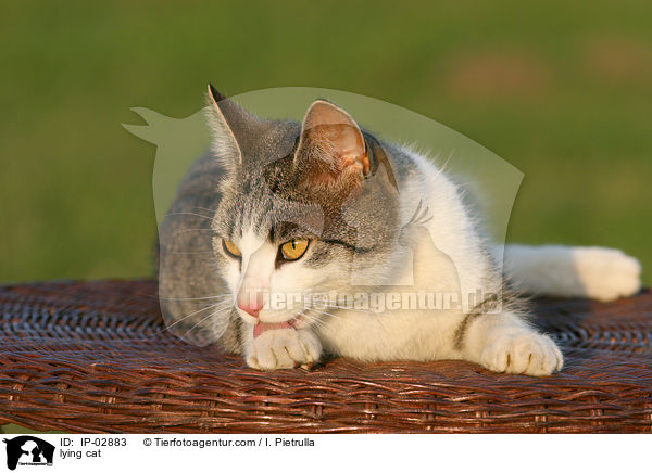 lying cat / IP-02883