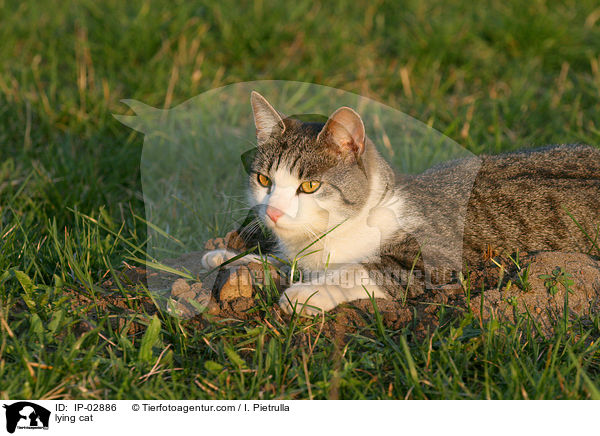 lying cat / IP-02886