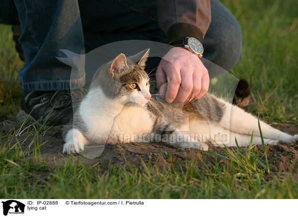 lying cat / IP-02888