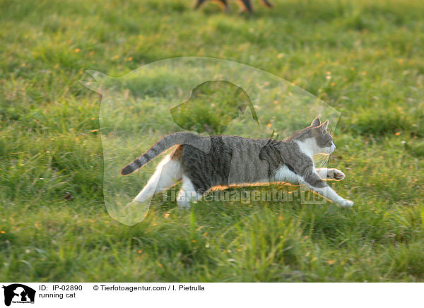 running cat / IP-02890