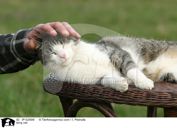 lying cat / IP-02898